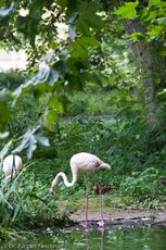 Flamingo (13 von 21).jpg
